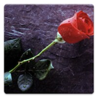 Flower Photos!