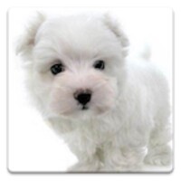 Dog Wallpapers!