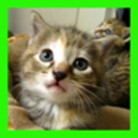 Cats Jigsaw Puzzles!