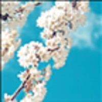 Galaxy sakura live wallpaper