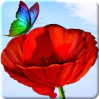 Flowers and Butterflies